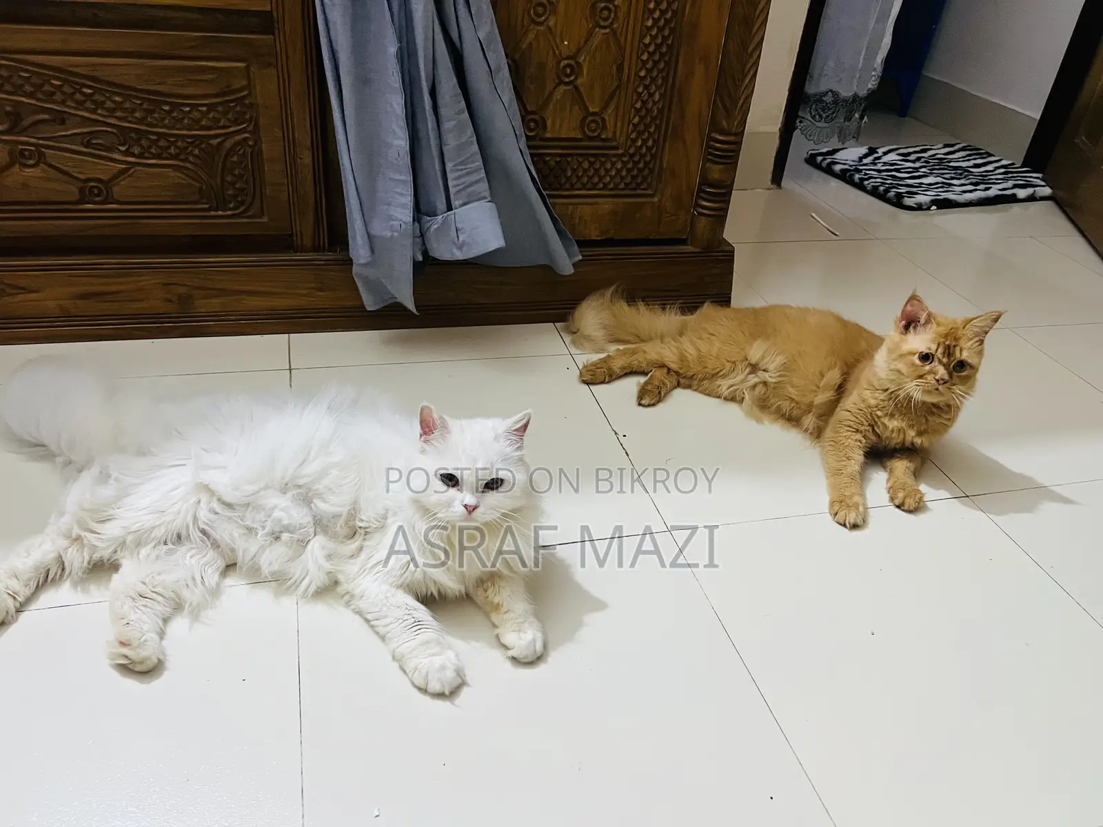 6-12 Months Female Purebred Persian