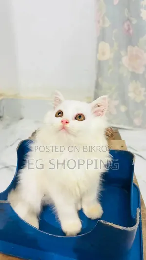 1-3 Months Male Purebred Persian