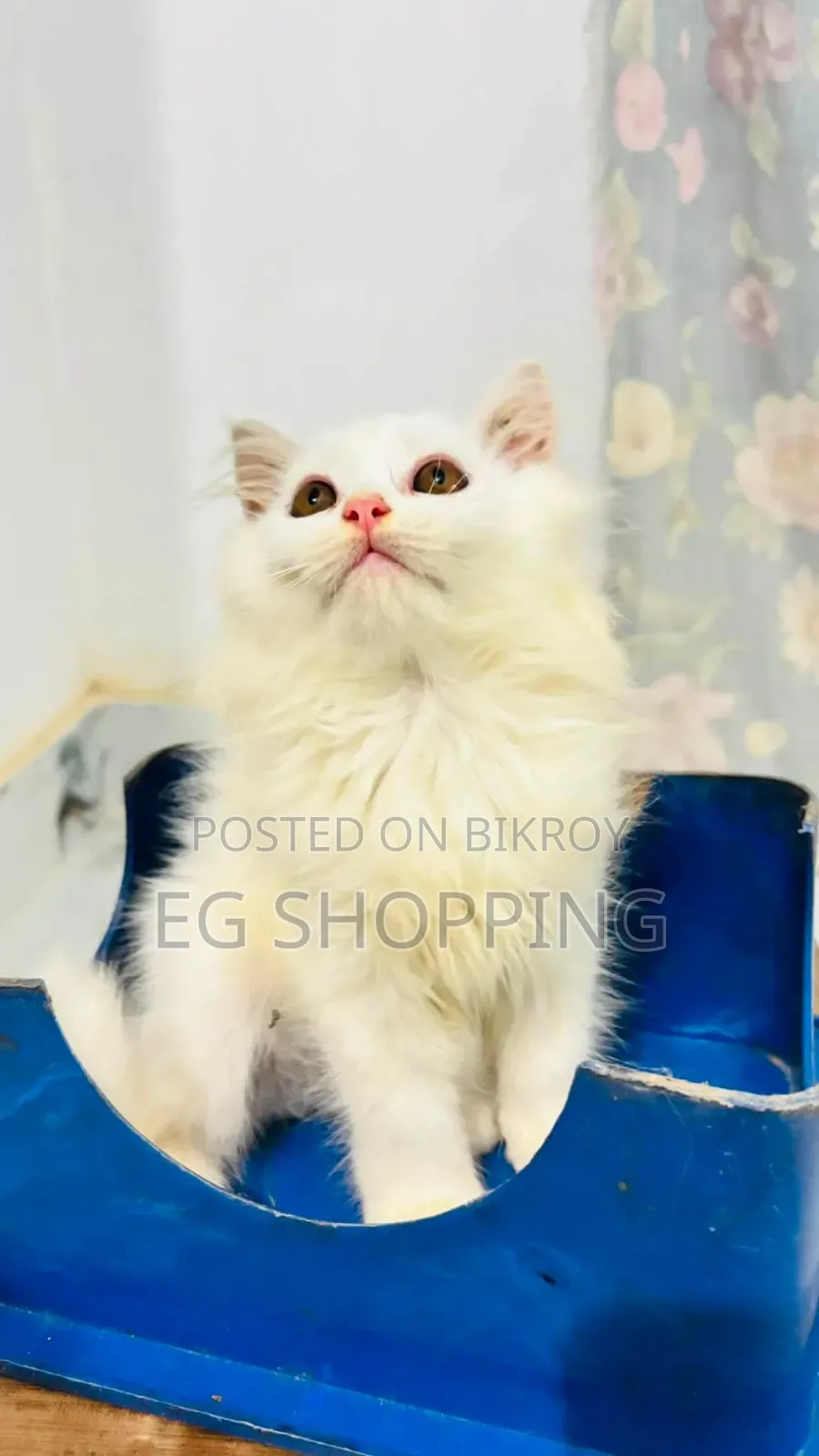 1-3 Months Male Purebred Persian