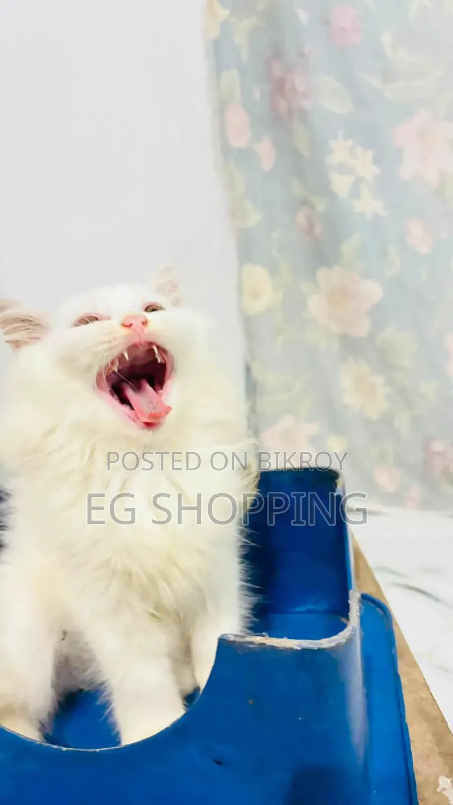 1-3 Months Male Purebred Persian