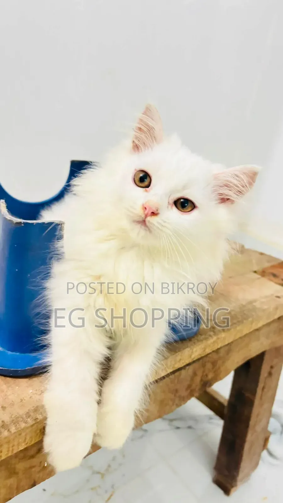 1-3 Months Male Purebred Persian