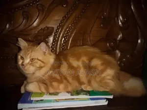 6-12 Months Female Purebred Persian