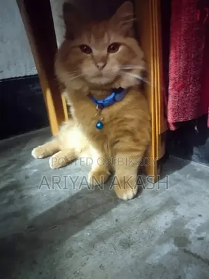 6-12 Months Female Purebred Persian