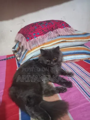 6-12 Months Female Purebred Persian