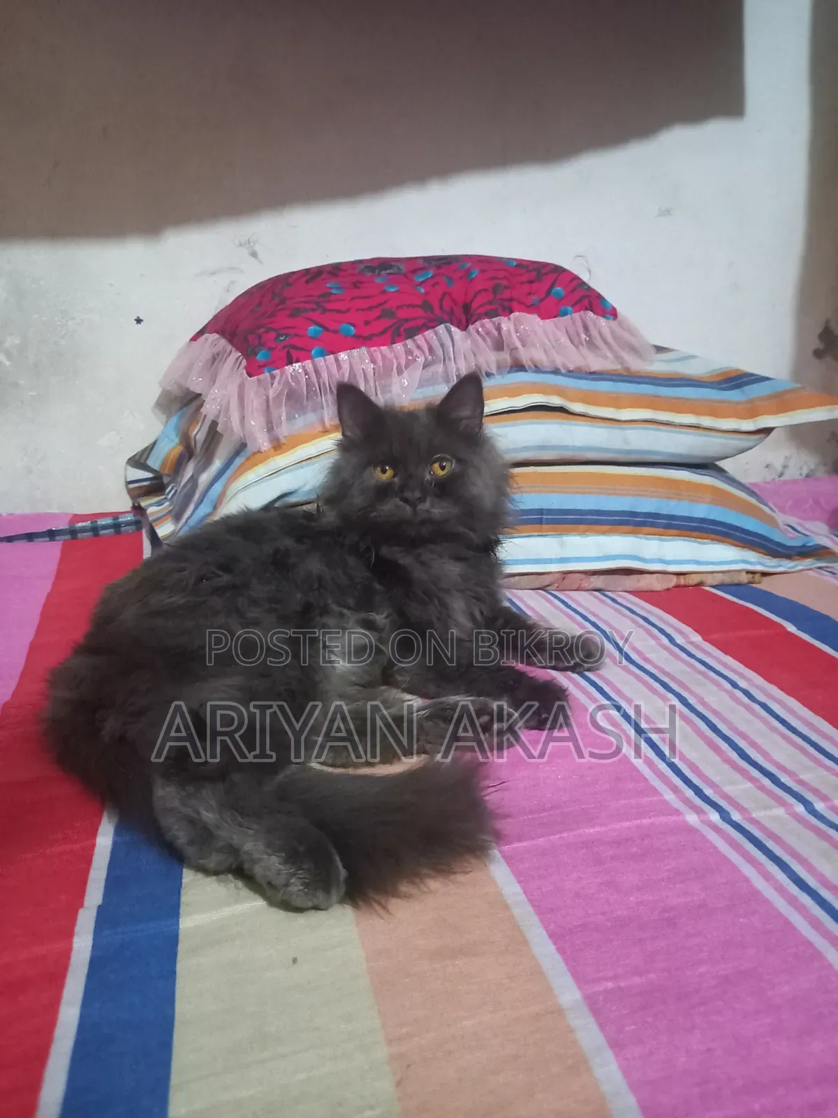 6-12 Months Female Purebred Persian