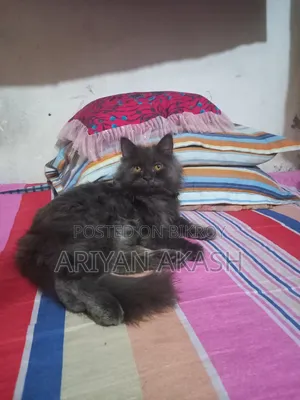6-12 Months Female Purebred Persian