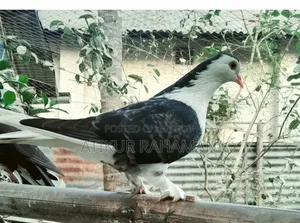 মেগপাই ও কালো সিরাজি কবুতর ৩জোড়া