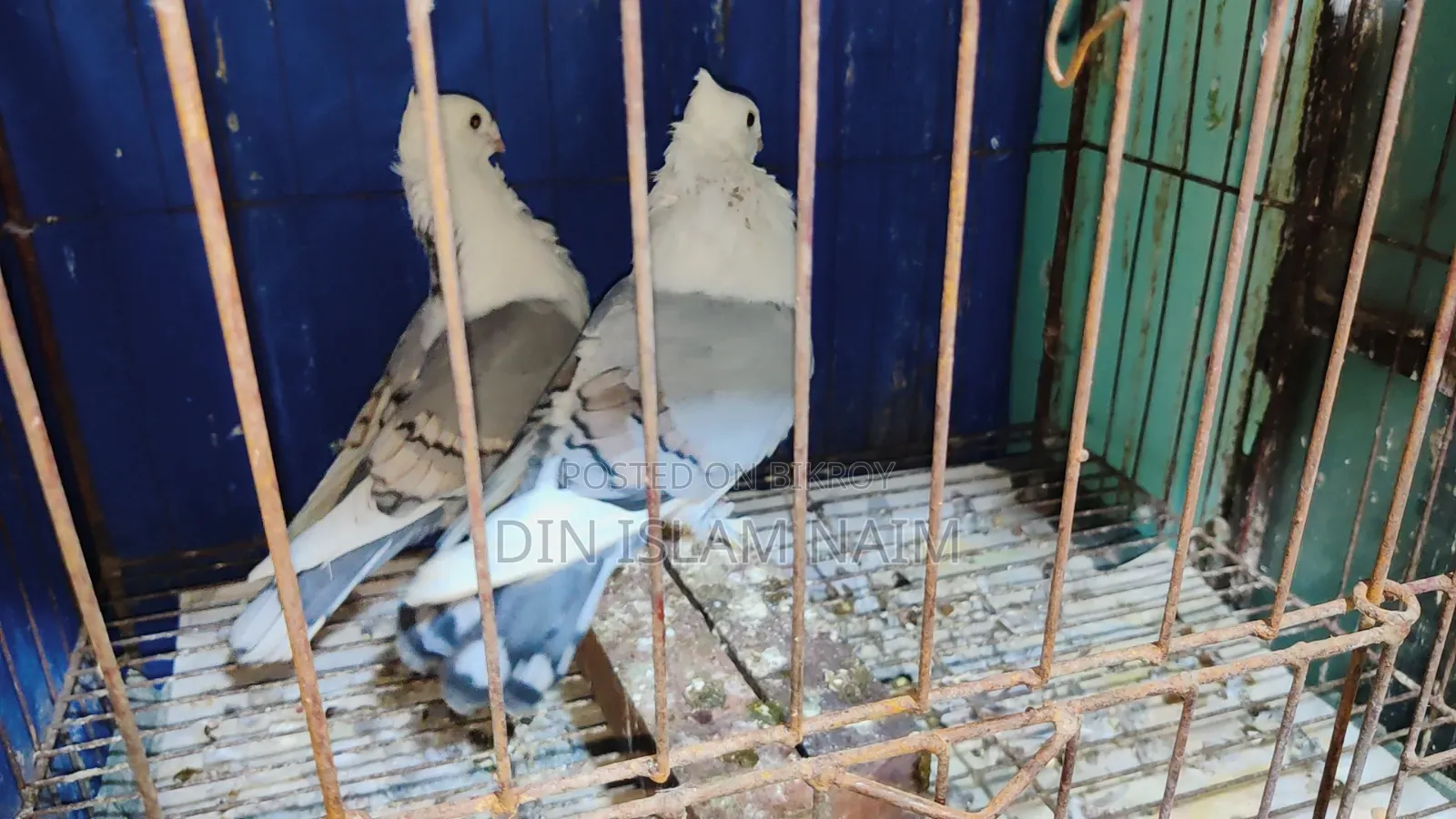 Blue Sorting Running Pair