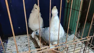 Blue Sorting Running Pair