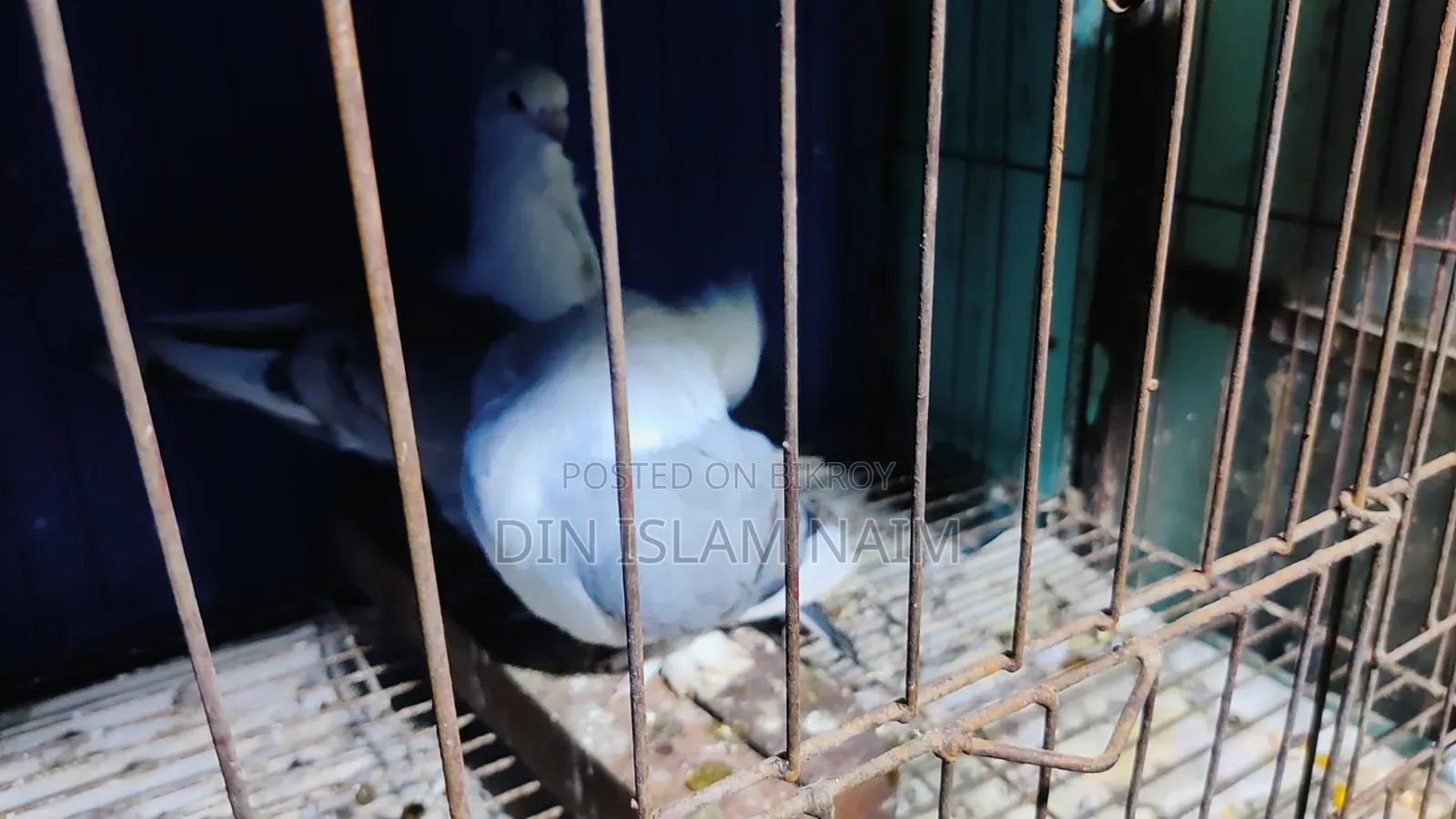 Blue Sorting Running Pair