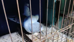 Blue Sorting Running Pair