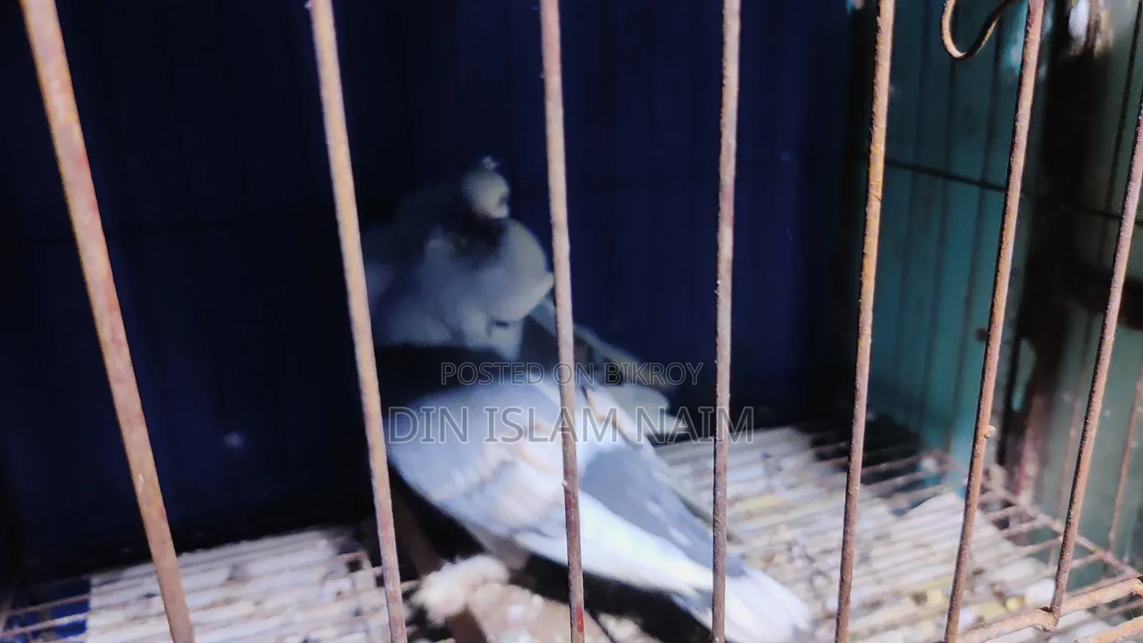 Blue Sorting Running Pair