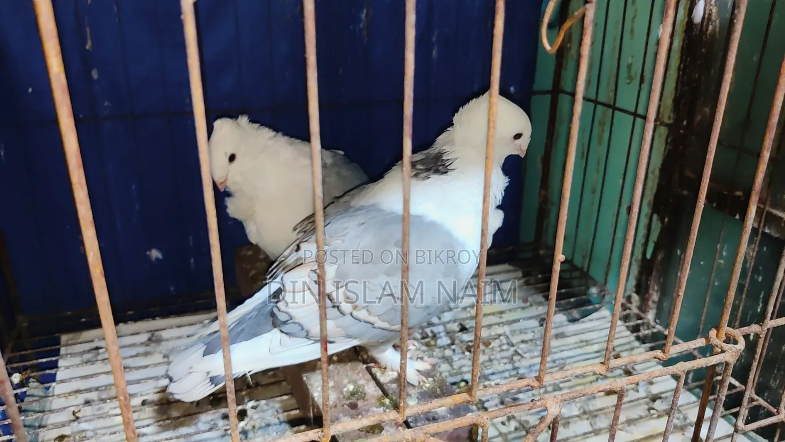 Blue Sorting Running Pair