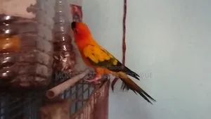 সানকুনোর পাখি