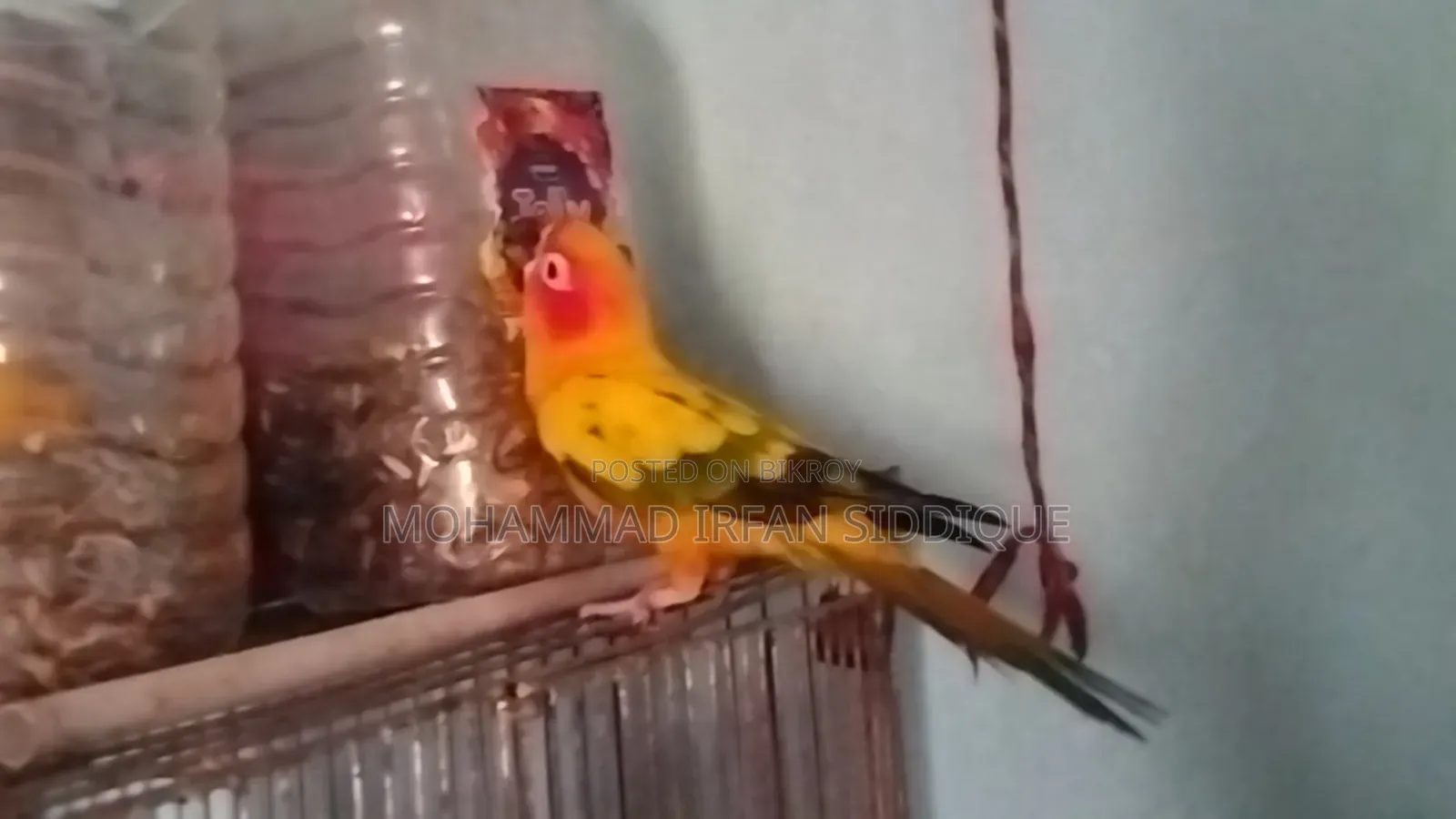 সানকুনোর পাখি