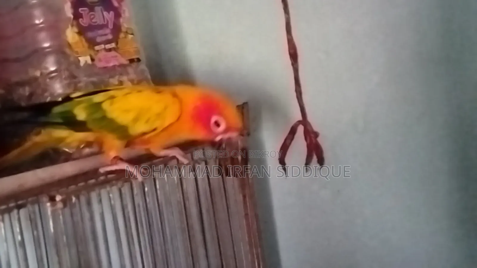 সানকুনোর পাখি