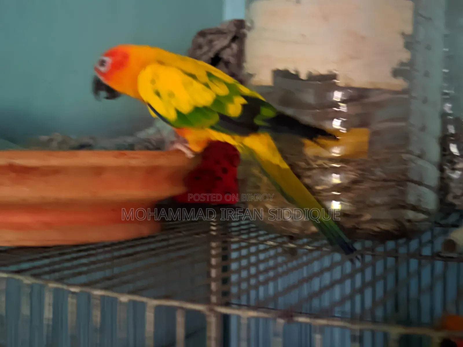 সানকুনোর পাখি