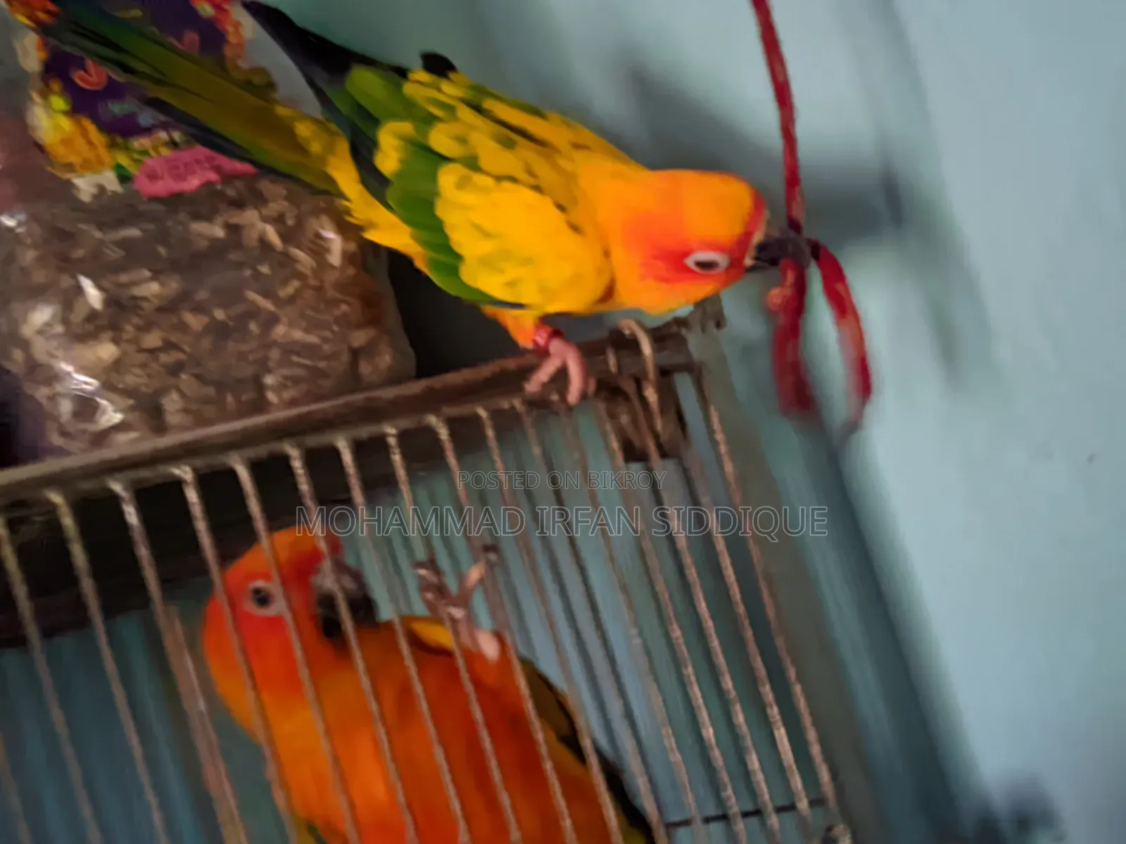 সানকুনোর পাখি
