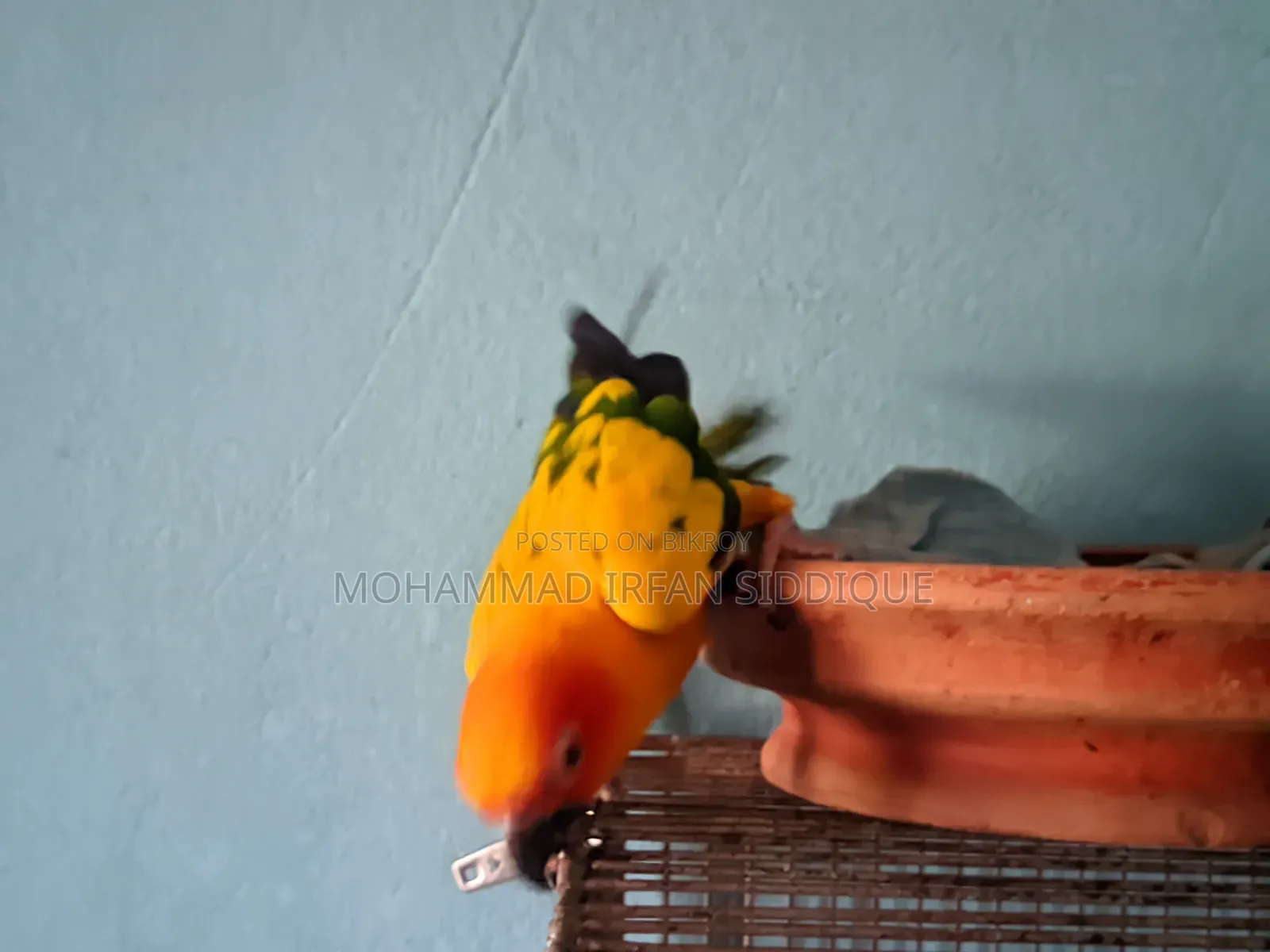 সানকুনোর পাখি