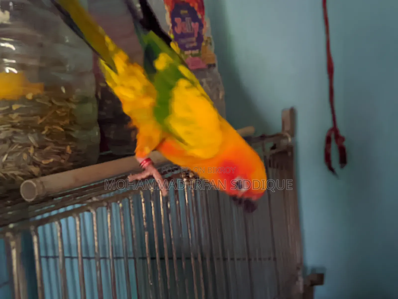 সানকুনোর পাখি