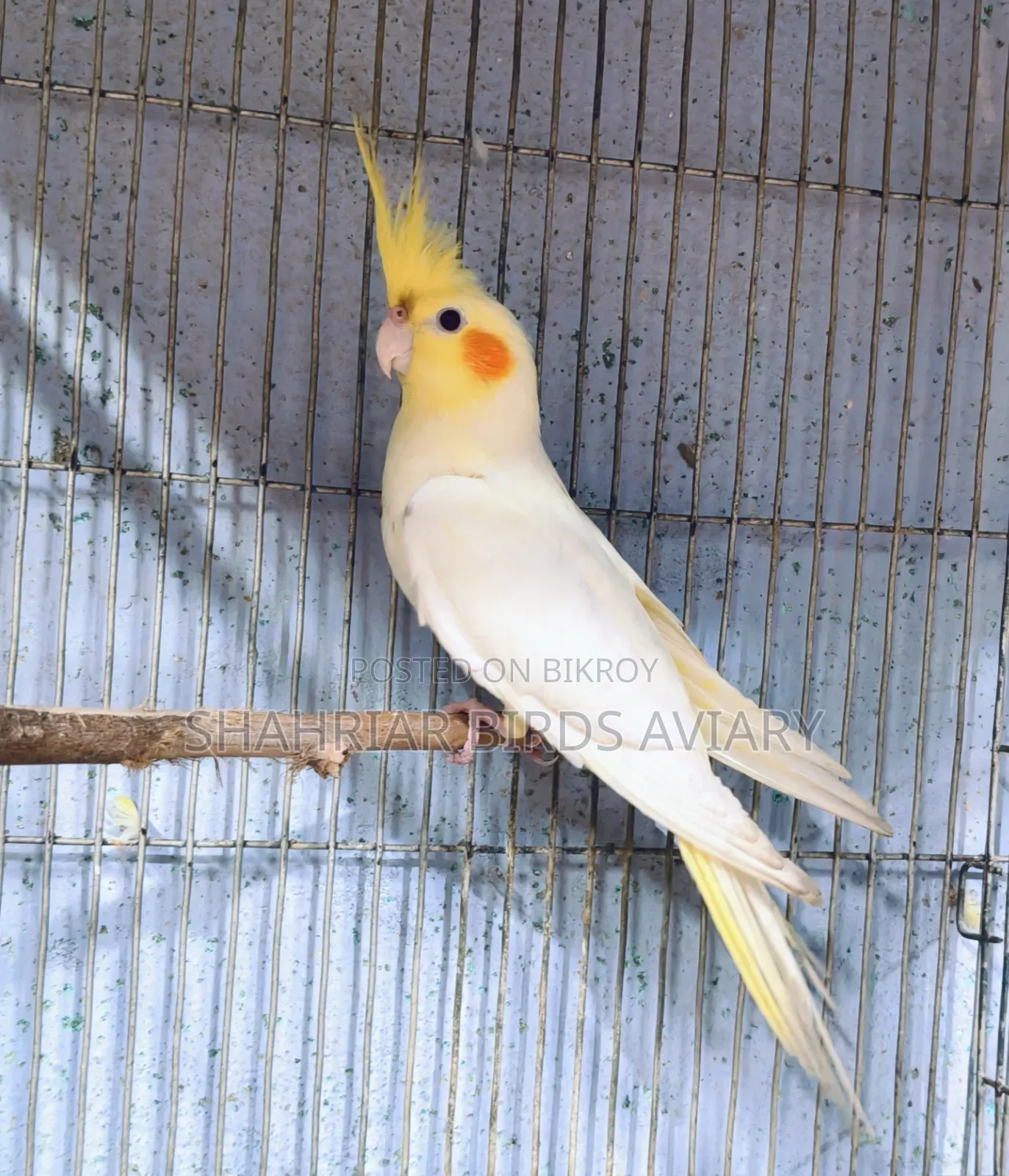 লোটিনো ককাটেইল (মেইল)