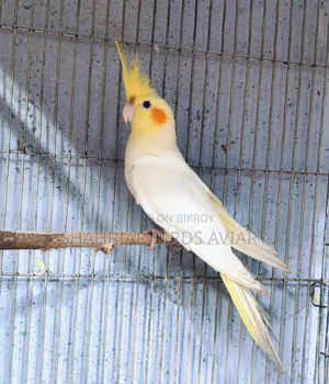 লোটিনো ককাটেইল (মেইল)