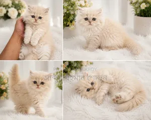 1-3 Months Male Purebred Persian