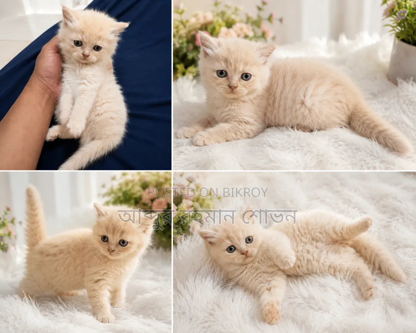 1-3 Months Male Purebred Persian