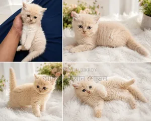 1-3 Months Male Purebred Persian