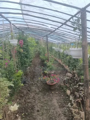 Bougainvillea Sapling
