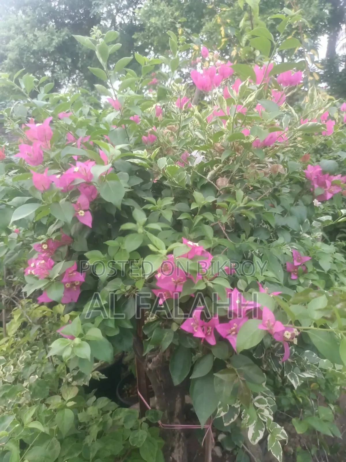 বাগান বিলাসের চারা