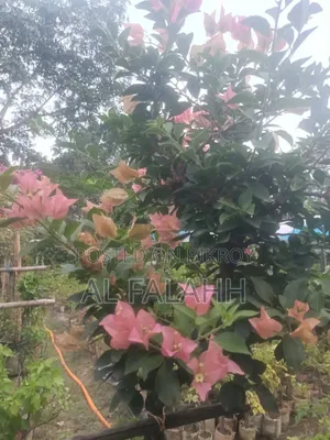 বাগান বিলাসের চারা