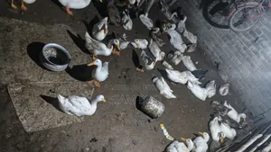 Ducks for sale