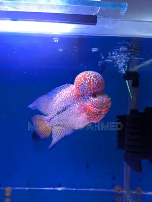 Vip SRD Flowerhorn