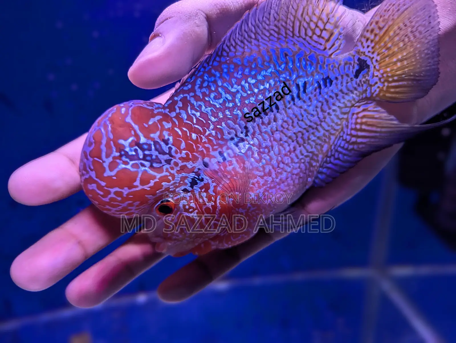 Vip SRD Flowerhorn