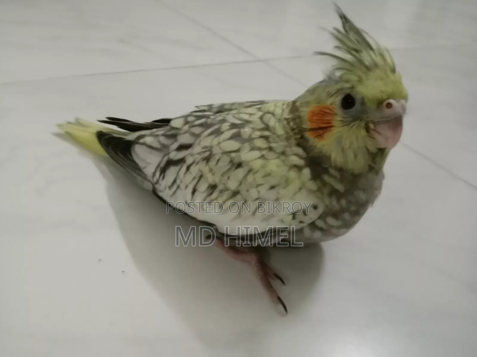 Pied Cocatel Baby Ready for Sale