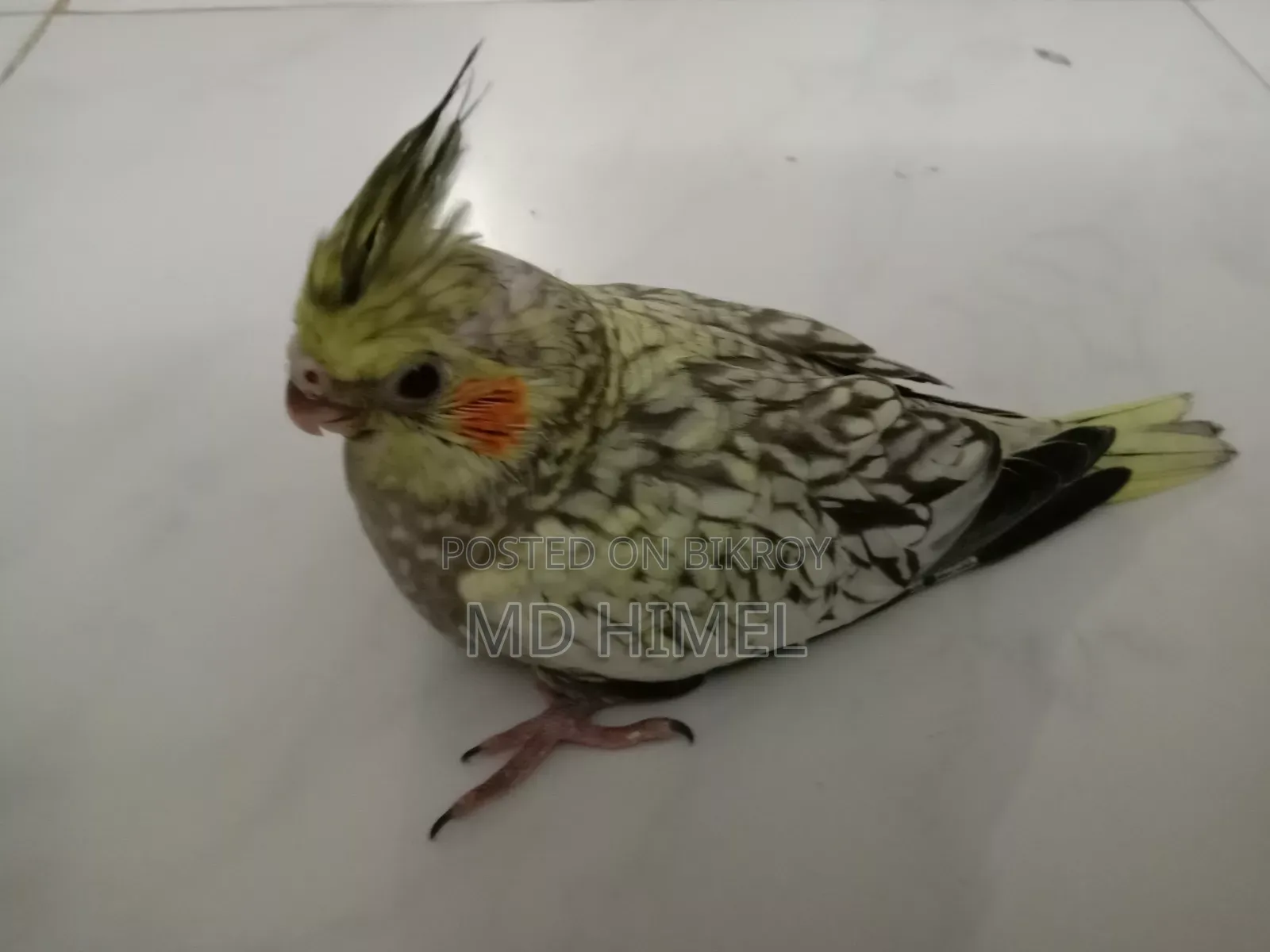 Pied Cocatel Baby Ready for Sale