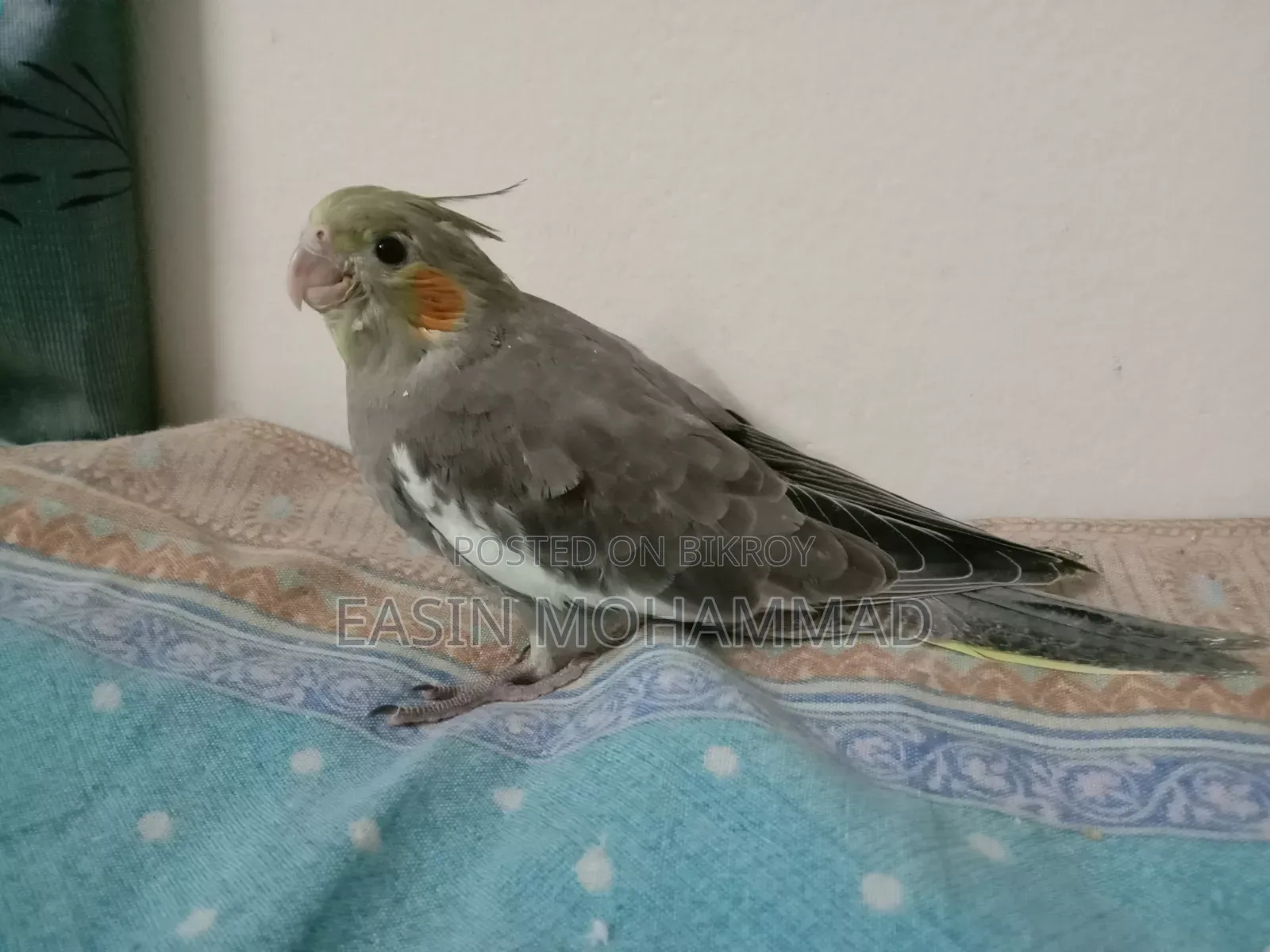 High Quality Gray Cockatiel Baby