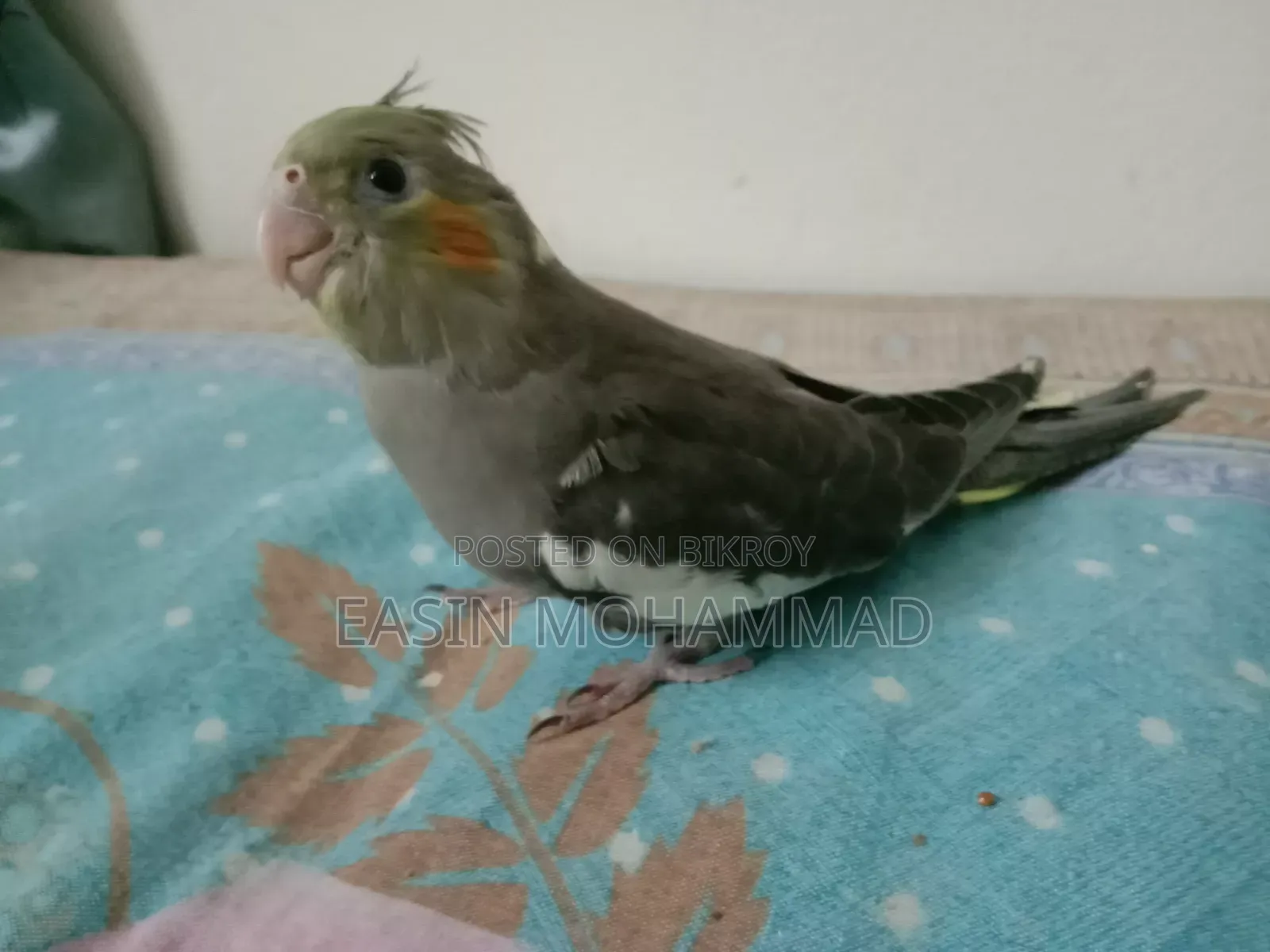High Quality Gray Cockatiel Baby