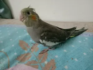 High Quality Gray Cockatiel Baby