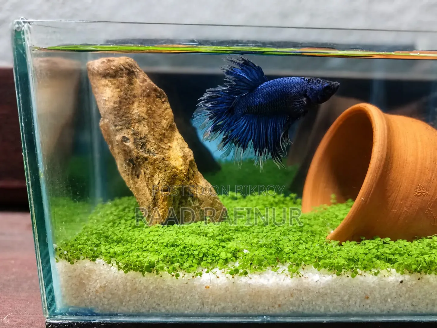 Betta Fish (Blue Ohm)