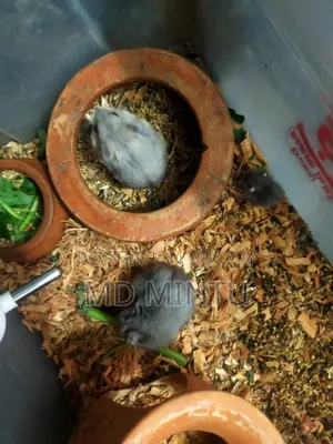 গাংস্টার ইঁদুর