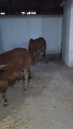 ৩ বেডরুমের অ্যাপার্টমেন্ট ঢাকা, খিলগাঁওয়ে বিক্রয়ের জন্য