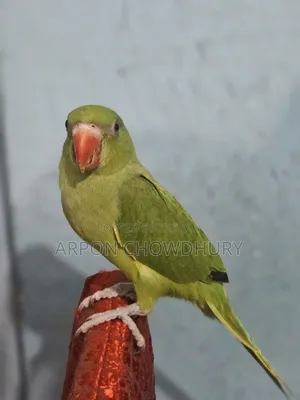 টিয়া পাখি