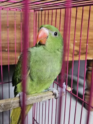Parrot