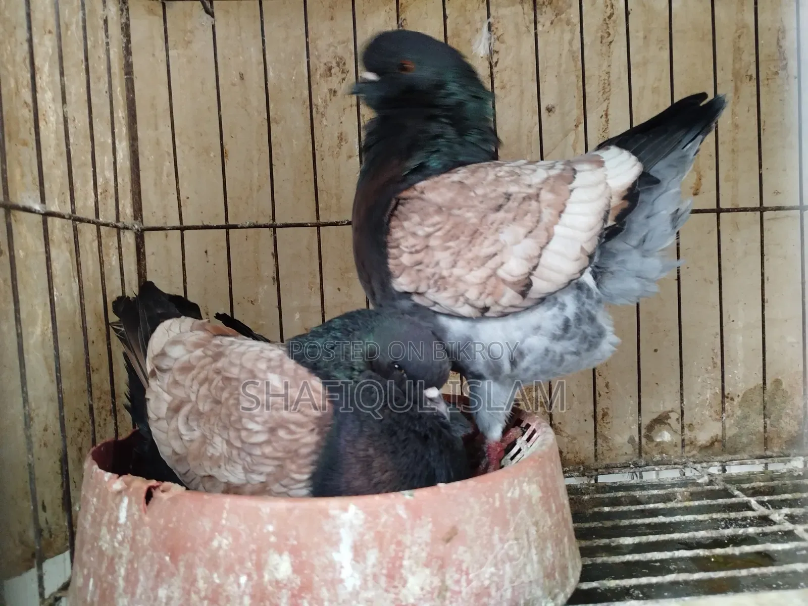 আমেরিকার আর্জেন্ট মডেনা রানিং পেয়ার