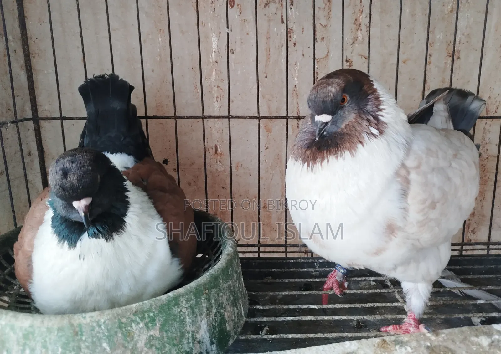 আমেরিকার আর্জেন্ট মডেনা রানিং পেয়ার