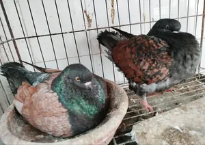 আমেরিকার আর্জেন্ট মডেনা রানিং পেয়ার