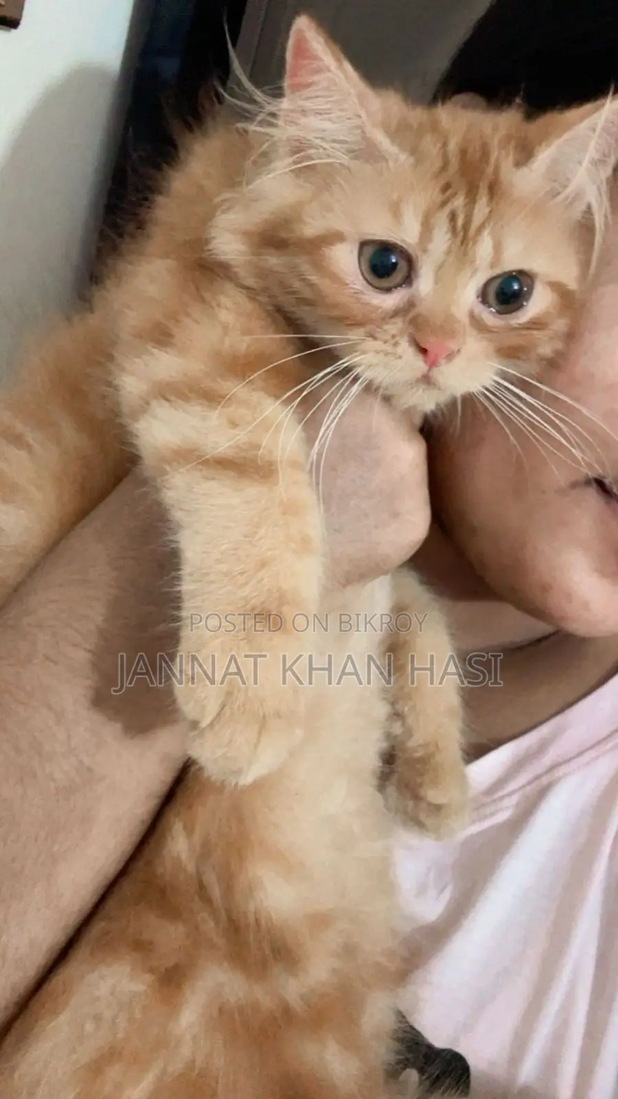 3-6 Months Female Purebred Persian