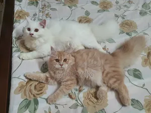 3-6 Months Female Purebred Persian